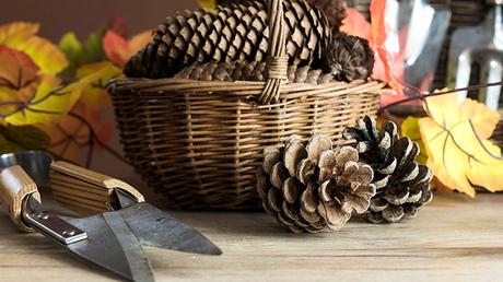 Tailler ou non les plantes pour l’hiver?