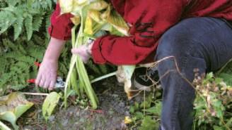 Tailler ou non les plantes pour l’hiver?