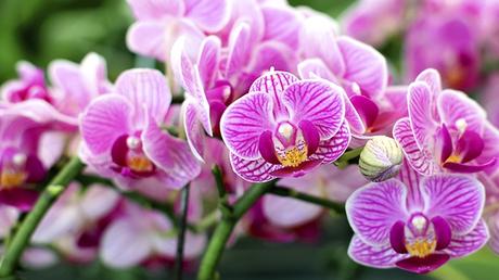 Orchidée – fiche jardinage