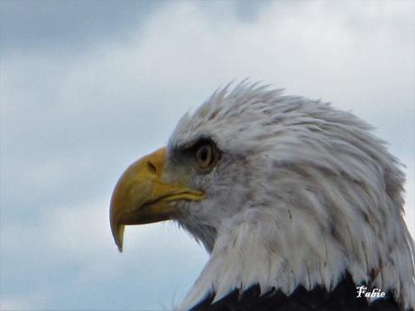 Pays Etranger - Canada - Le Mont Tremblant Pays Etranger - Canada - Le Mont Tremblant