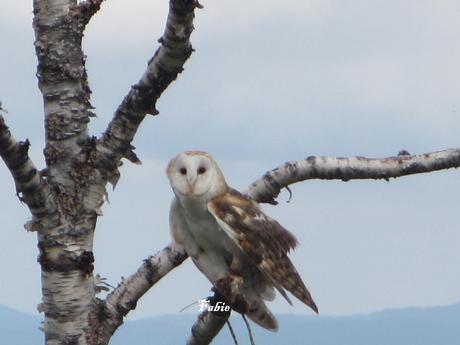 Pays Etranger - Canada - Le Mont Tremblant Pays Etranger - Canada - Le Mont Tremblant