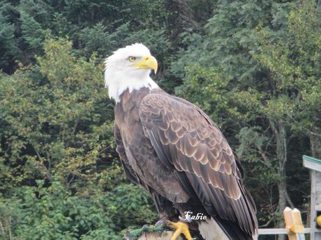 Pays Etranger - Canada - Le Mont Tremblant Pays Etranger - Canada - Le Mont Tremblant