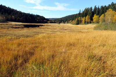Vosges : Tourbière de Machais