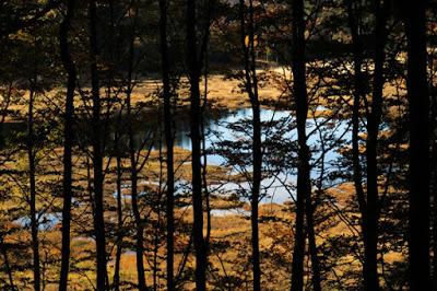 Vosges : Tourbière de Machais