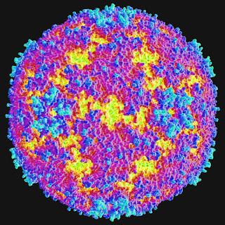 #thelancetinfectiousdiseases #entérovirus #PCR Évaluation du test PCR de mesure de l’entérovirus sanguin dans des population pédiatriques atteintes de fièvre d’origine inconnue, de maladie apparentée au sepsis, ou avec suspicion de méningite : étude de...