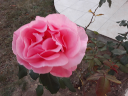 rose d'octobre au jardin de mon père