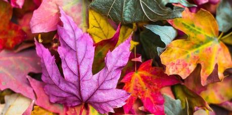 images d'automne - feuilles mortes