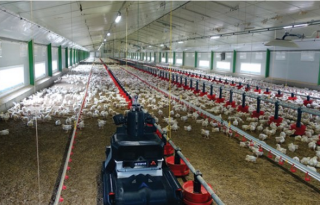 Octopus-04 Octopus-04