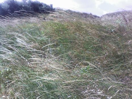 La mer comme un jardin