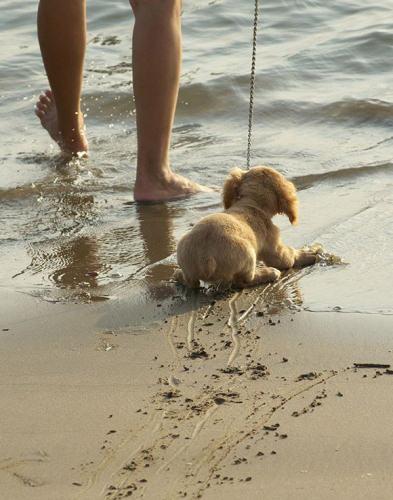 photo chiot plage eau baignade trace patte humour insolite