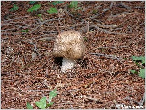 Champignon_Juin08