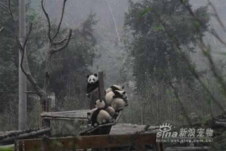 Pandas bien à l'abri