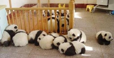 Pandas bien à l'abri