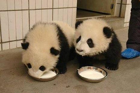 Pandas bien à l'abri