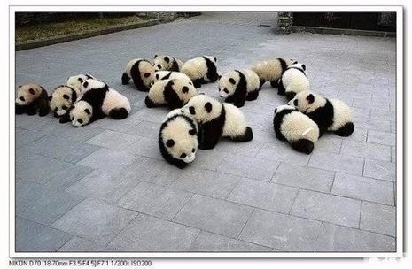 Pandas bien à l'abri