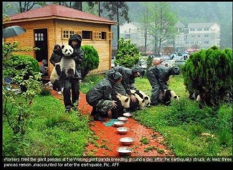Pandas bien à l'abri