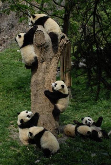 Pandas bien à l'abri