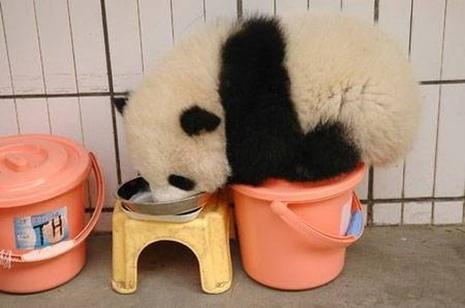 Pandas bien à l'abri