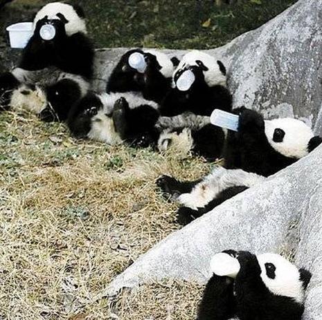 Pandas bien à l'abri