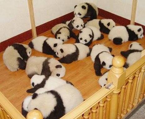 Pandas bien à l'abri