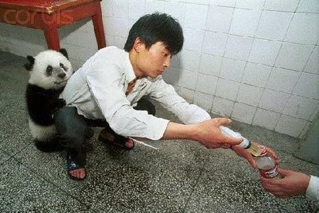 Pandas bien à l'abri