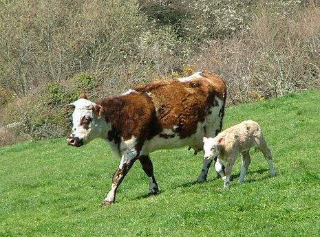 normande et son veau