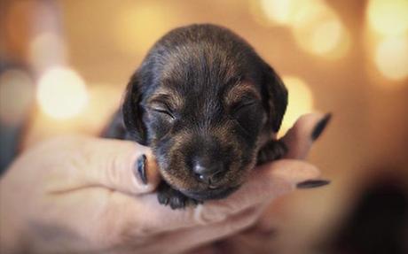 Un emploi payé 100 dollars de l’heure pour caresser des chiots