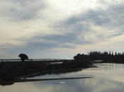Dernière balade dans marais avant l’hiver