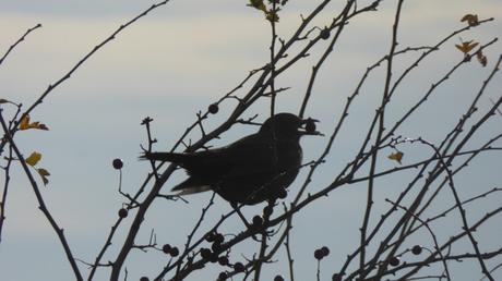 Dernière balade dans le marais avant l’hiver Dernière balade dans le marais avant l’hiver