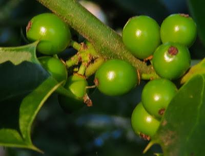 Houx (Ilex aquifolium)