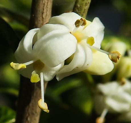 Houx (Ilex aquifolium)