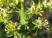 Réséda jaune (Reseda lutea)