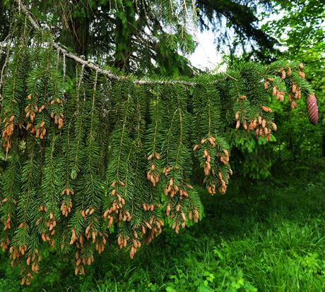 Épicéa commun (Picea abies) Épicéa commun (Picea abies)