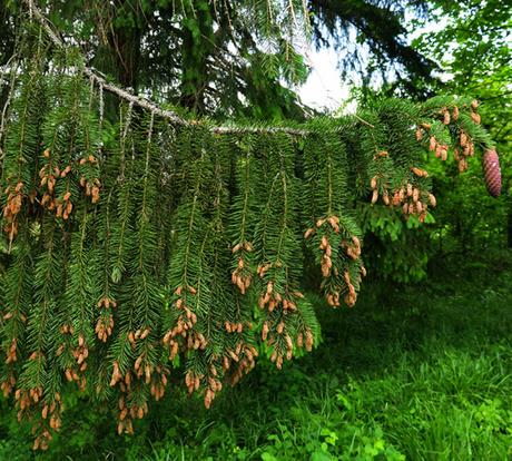 Épicéa commun (Picea abies)