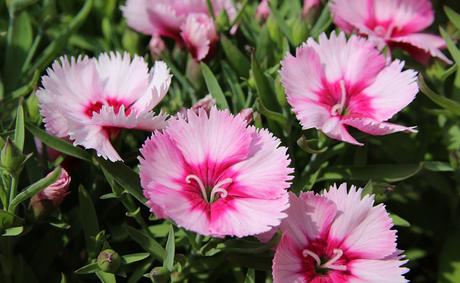 Œillet (Dianthus), une variété de coloris pour des fleurs tout l’été