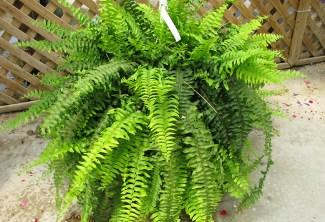 Fougère d’intérieur (Nephrolepis), un feuillage luxuriant Fougère d’intérieur (Nephrolepis), un feuillage luxuriant