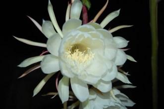 Selenicereus grandiflorus ou princesse de la nuit