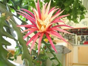 Princesse de la nuit (Selenicereus) ou reine de la nuit Selenicereus anthonyanus