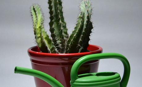 arrosage modéré des plantes d'appartement