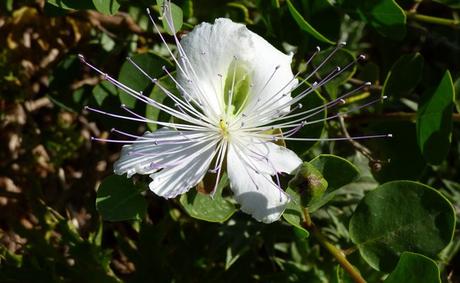 Câprier (Capparis spinosa) de magnifiques fleurs
