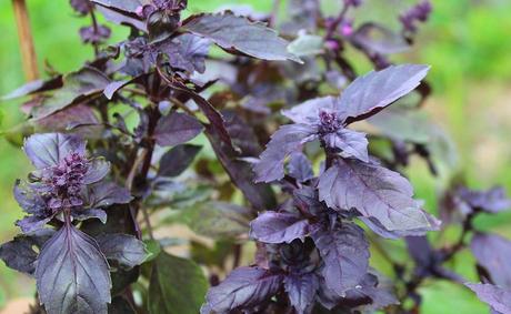 Basilic (Ocimum basilicum) ou pistou : aromatique frileuse basilic pourpre ou rouge