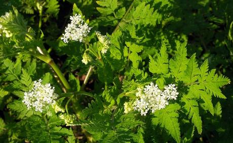 Cerfeuil musqué (Myrrhis odorata) ou myrrhe odorante