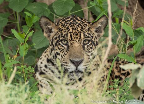 BRESIL : SUBLIME PANTANAL