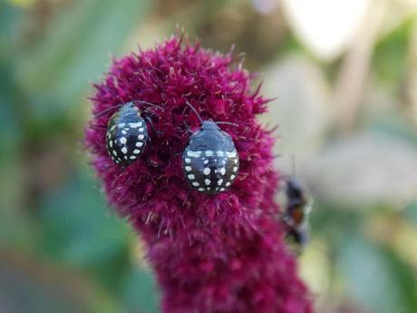 Calendrier lunaire Novembre Décembre 2018 Calendrier lunaire Novembre Décembre 2018