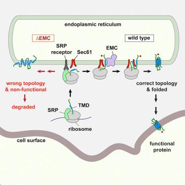 #Cell #réticulumendoplasmique #protéines EMC* est requise pour initier la topogénèse des protéines membranaires