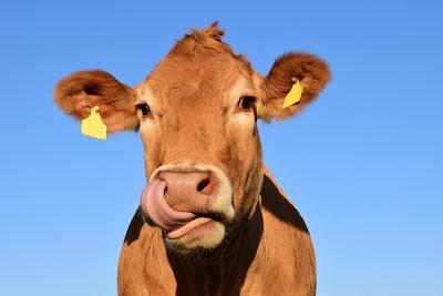 Ressources in humaines ou recruteurs vaches ?  - par RH brutes