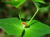 Euphorbe douce (Euphorbia dulcis)