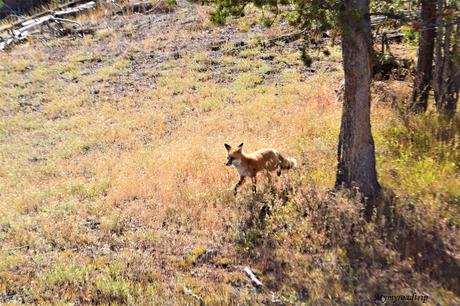 Profiter et observer des animaux en liberté à Yellowstone