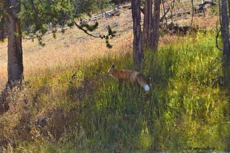 Profiter et observer des animaux en liberté à Yellowstone