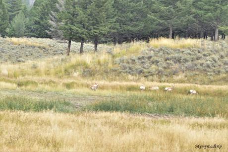 Profiter et observer des animaux en liberté à Yellowstone